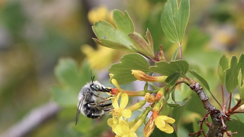 Digger bee on golden currant (2)_thumb.jpg